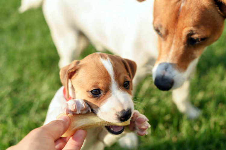 子犬 成長期 栄養素 食事