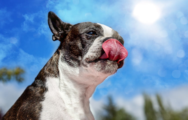 愛犬の貧血の改善に役立つ食べ物【まとめ】