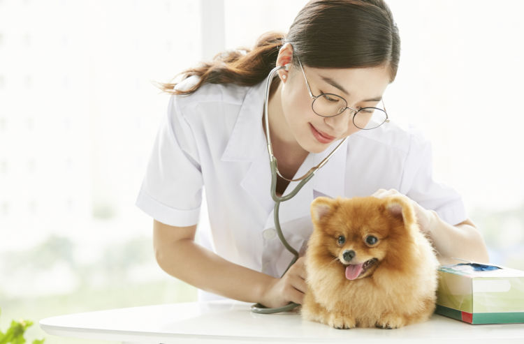 愛犬 便秘 動物病院 受診