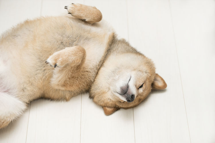 犬の便秘の改善に役立つ食べ物【まとめ】