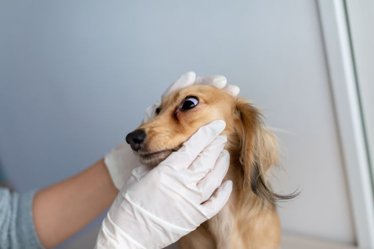 犬の口腔鼻腔瘻(こうくうびくうろう)【なりやすい犬種】