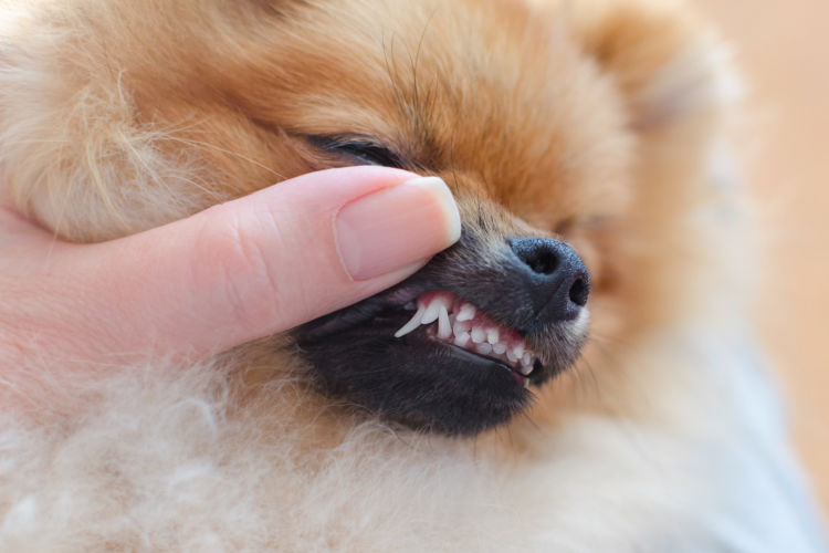 犬の乳歯遺残(にゅうしいざん)【なりやすい犬種】