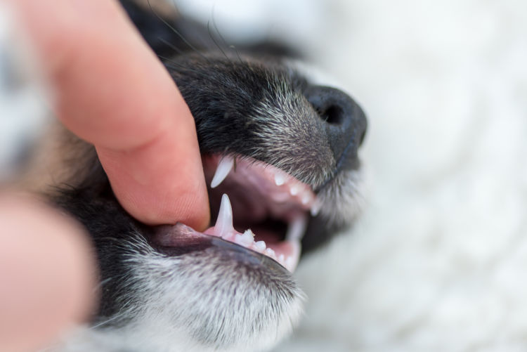 犬の乳歯遺残(にゅうしいざん)【診断】