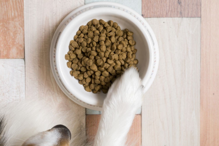 犬の乳歯遺残【食事】