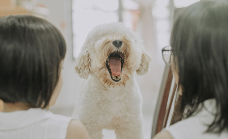 犬の内歯瘻(ないしろう)【なりやすい犬種】
