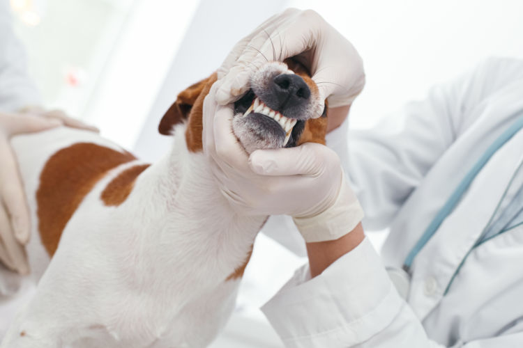 犬のエナメル質形成不全【診断】