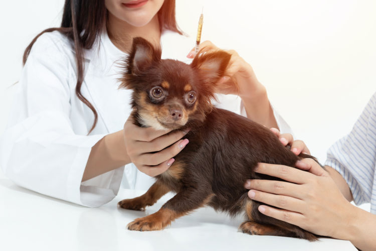 犬のエナメル質形成不全【予防】