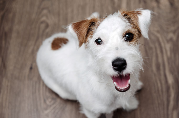 犬のエナメル質形成不全【まとめ】