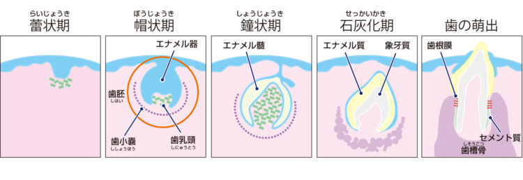 歯が成長する過程