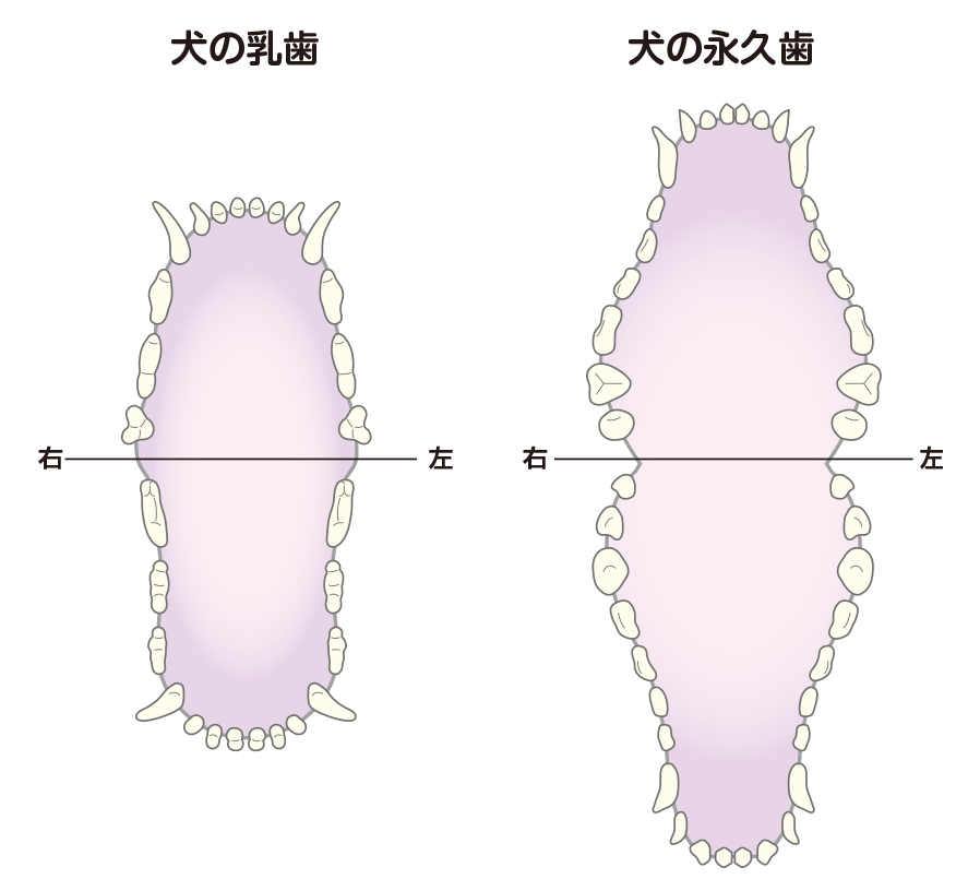 犬の乳歯と永久歯
