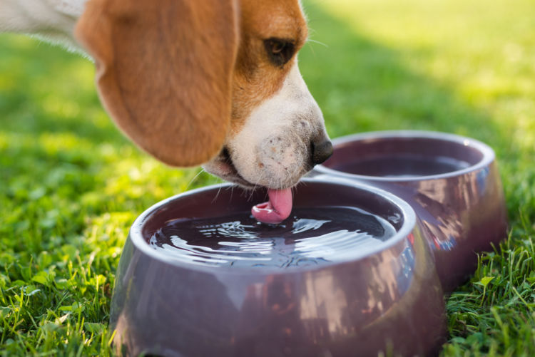 犬の結石の予防方法は?