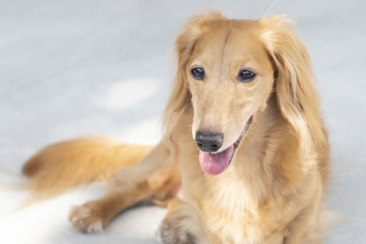 犬の結石のまとめ