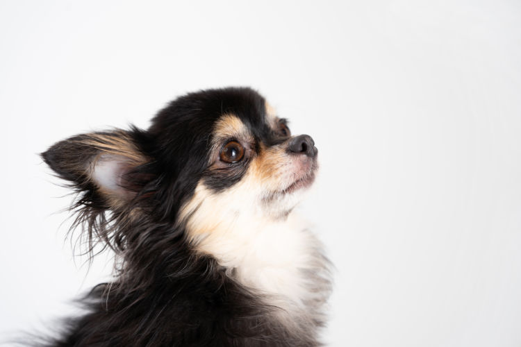 犬が注意すべき結石の種類は?