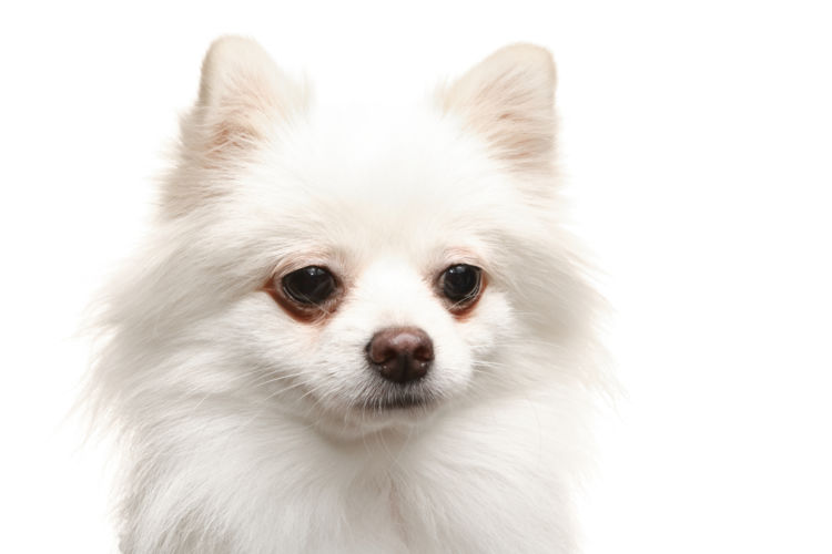 【子犬・老犬】がシナモンを食べても大丈夫?