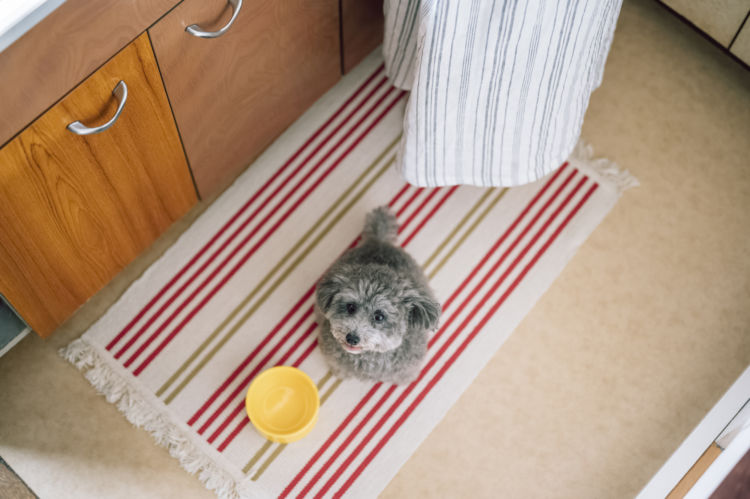 犬にしめじを与える際の【適量】は?