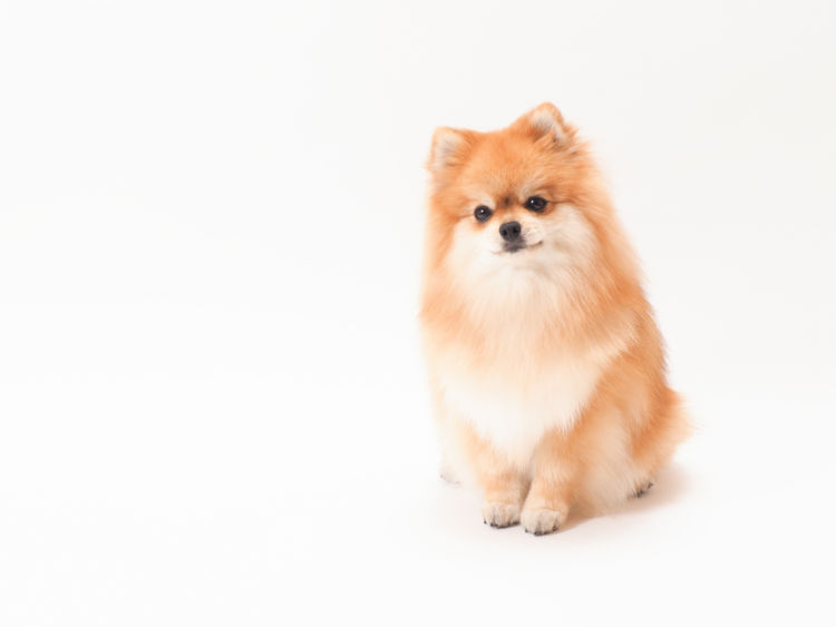 【子犬・老犬】がしらすを食べても大丈夫?