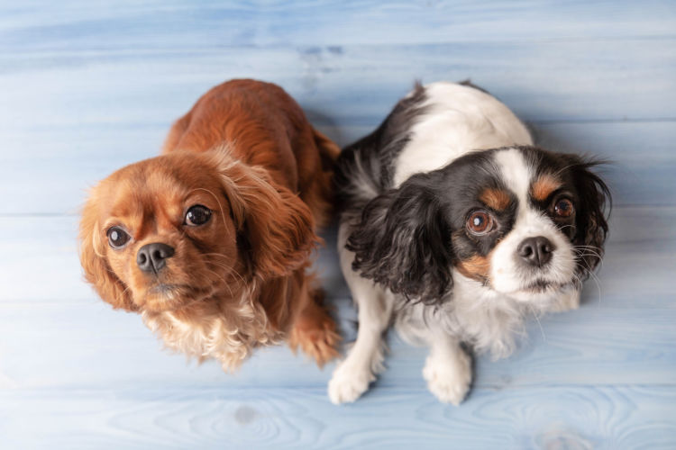発症しやすい犬種②【外耳道に毛が生えている犬種】