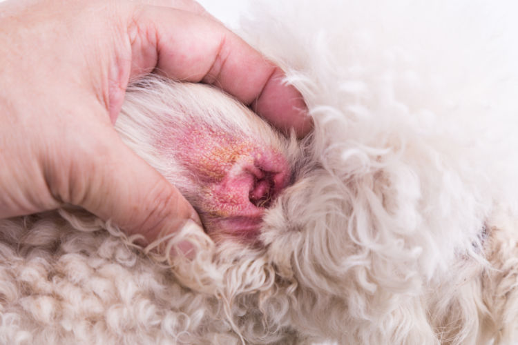 犬の内耳炎とは?