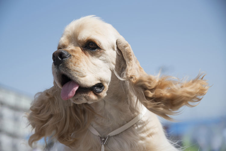 犬の内耳炎【発症しやすい犬種】