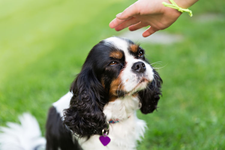 発症しやすい犬種②【外耳道に毛が生えている犬種】
