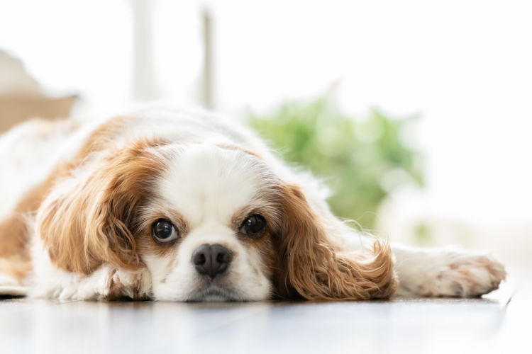 犬の脊髄空洞症【発症しやすい犬種】