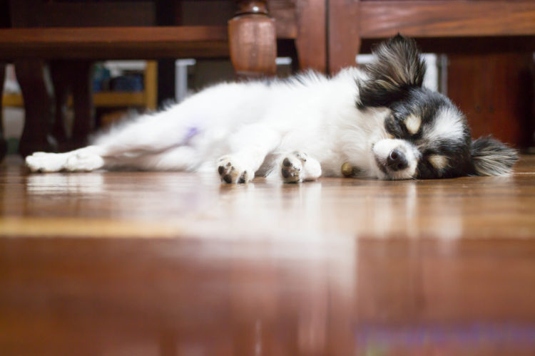 獣医師監修 犬が誤飲したビニール 袋 が出てこない 食べる原因や症状 対処 予防方法は Hotto ホット