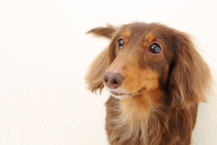 犬の椎間板ヘルニア【発症しやすい犬種】