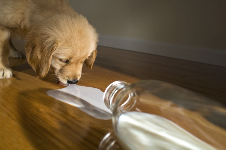 犬が牛乳を飲んでしまった時の【対処法!】