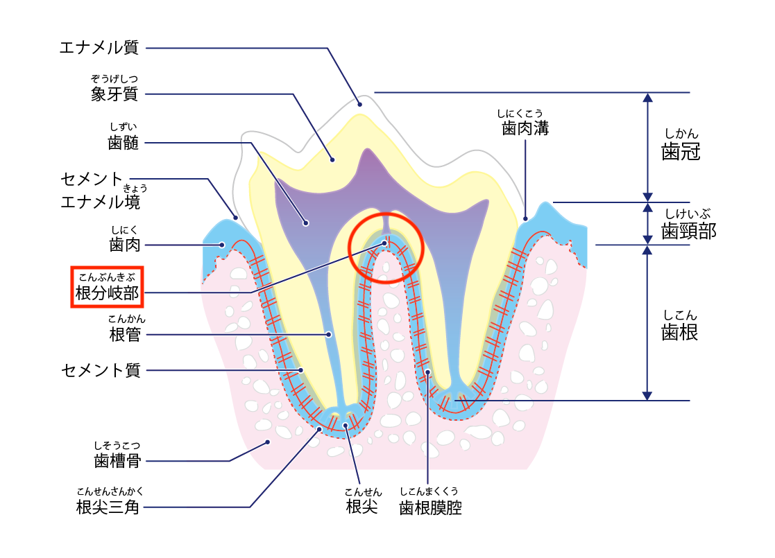 ポメラニアンの歯のトラブル⑤【変形歯】