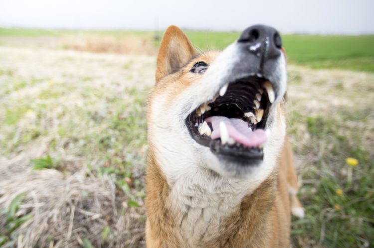 柴犬の乳歯③【歯が生える順番】