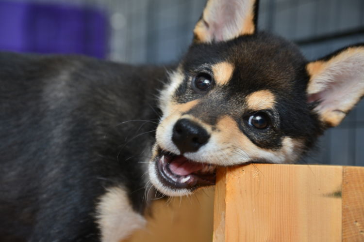 柴犬の歯並び・噛み合わせが悪い場合は矯正が必要?