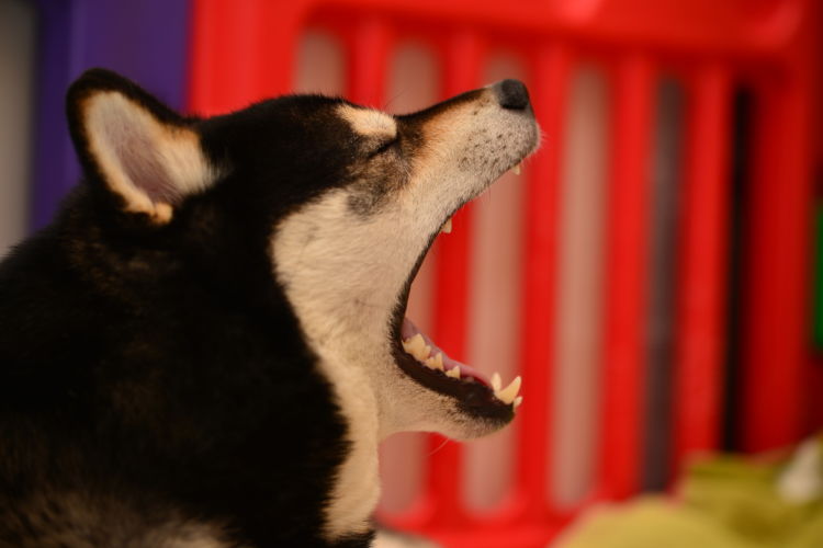 柴犬が気をつけたい歯のトラブルや病気(歯周病)は?