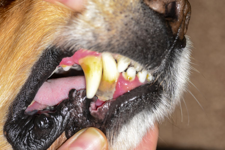 犬の根尖周囲病巣の原因②【歯周病】