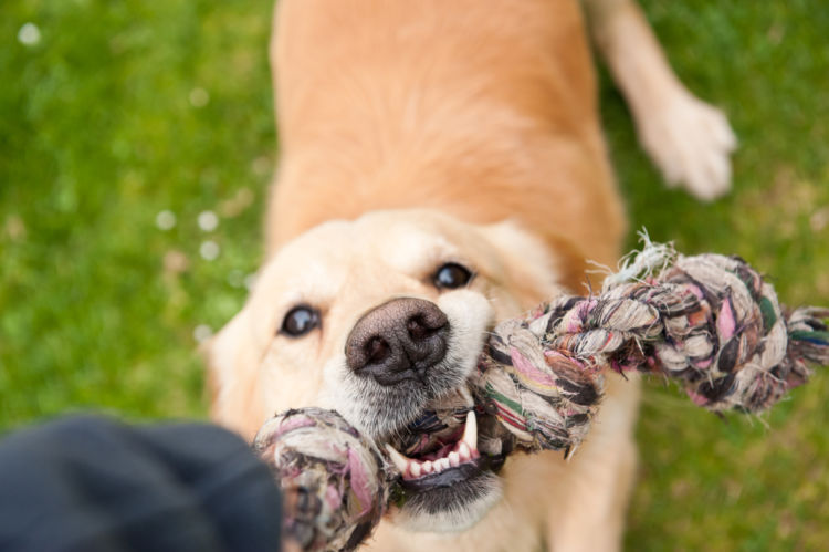 犬の根尖周囲病巣(こんせんしゅういびょうそう)【なりやすい犬種】