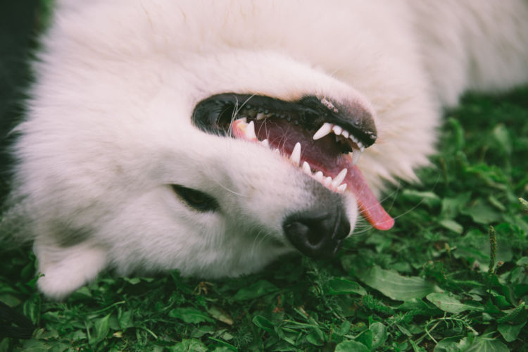 犬の含歯性嚢胞(がんしせいのうほう)【原因は?】