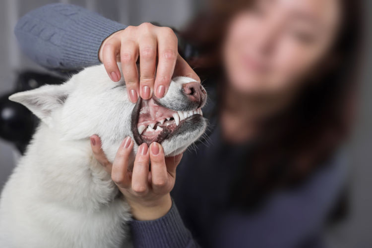 犬の含歯性嚢胞(がんしせいのうほう)【まとめ】
