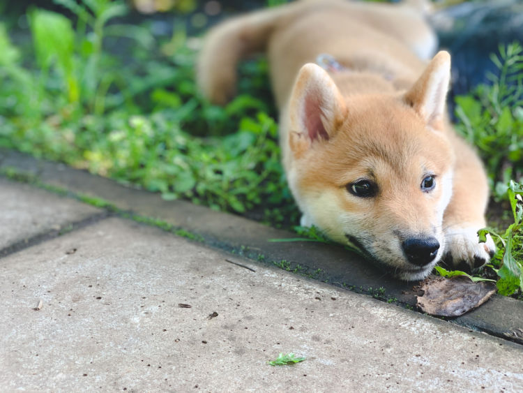 柴犬の歯のトラブル②【根尖周囲病巣(こんせんしゅういびょうそう)】