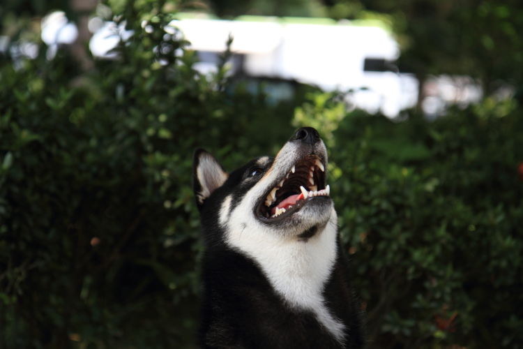 柴犬の歯のトラブル④【破折(はせつ)】