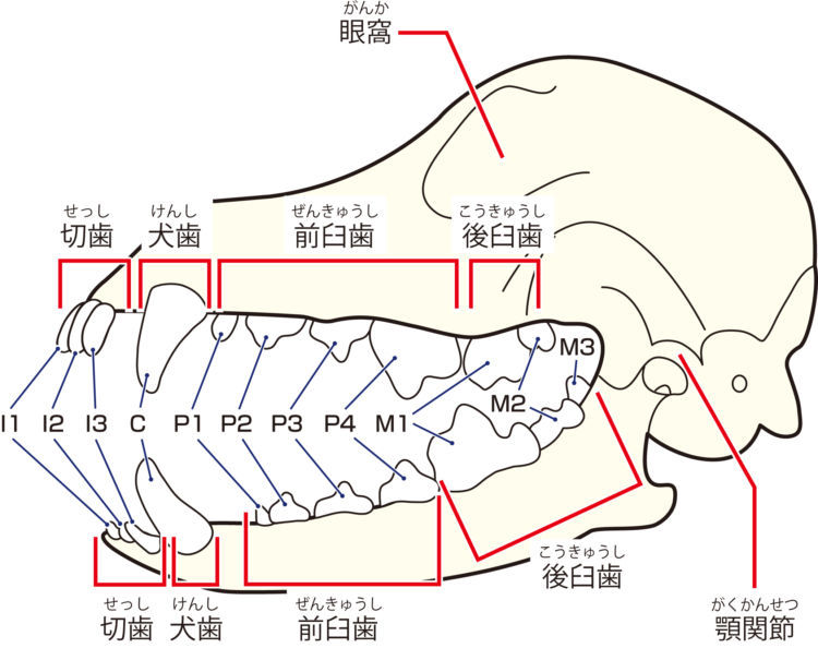 成犬の歯