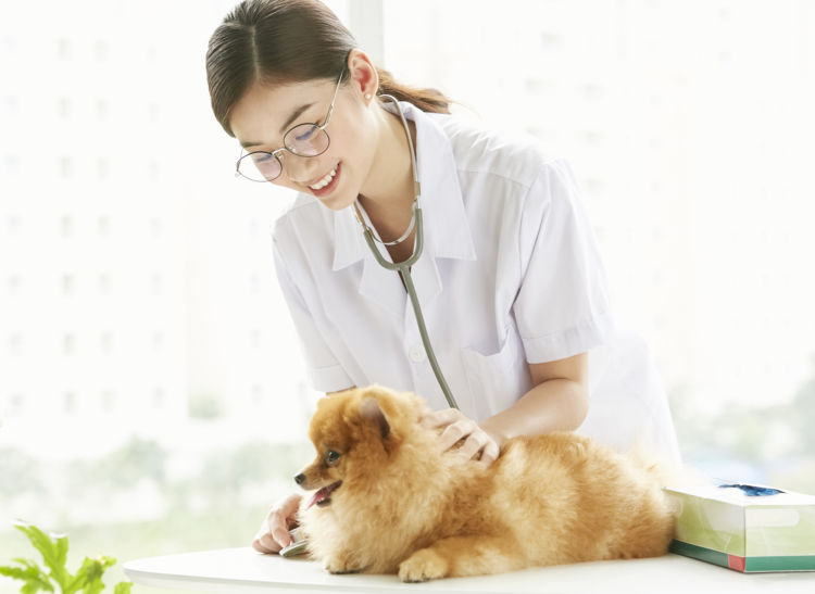 犬 動物病院 相談