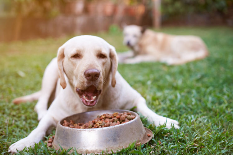 犬に脂質を与える場合の注意点(手作り・サプリ)!