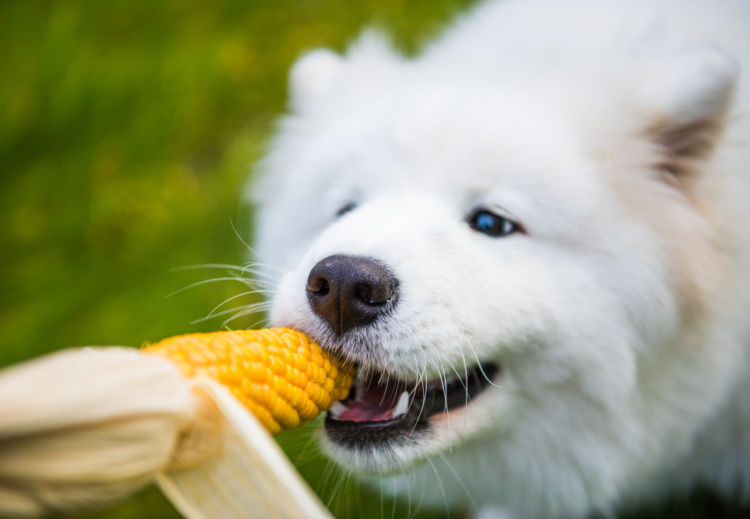 【獣医師監修】犬に炭水化物は必要?子犬や老犬、おやつや手作り食など、必要量と注意点を解説!
