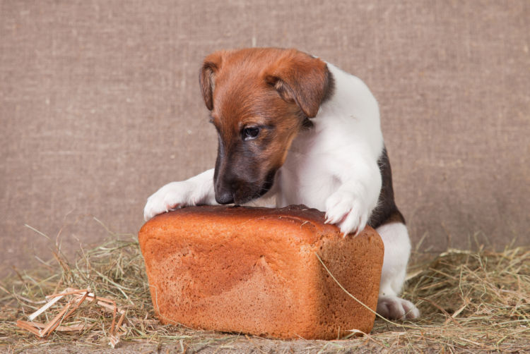 子犬や老犬に必要な炭水化物の適量は?