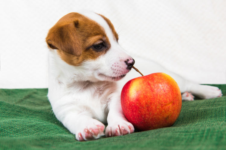 犬に炭水化物を与える際のおすすめの食材やおやつは?
