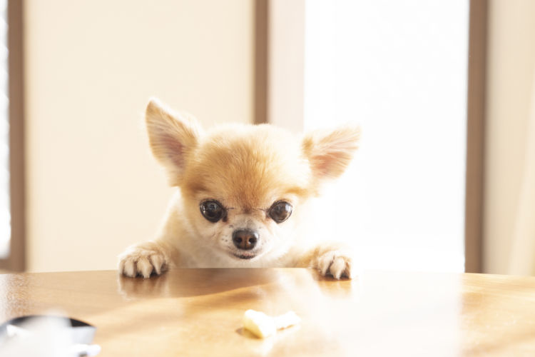 犬のおやつはいつから与えれば良い?