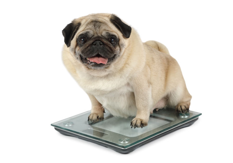 犬におやつを与える際の注意点(カロリーやアレルギーなど)!