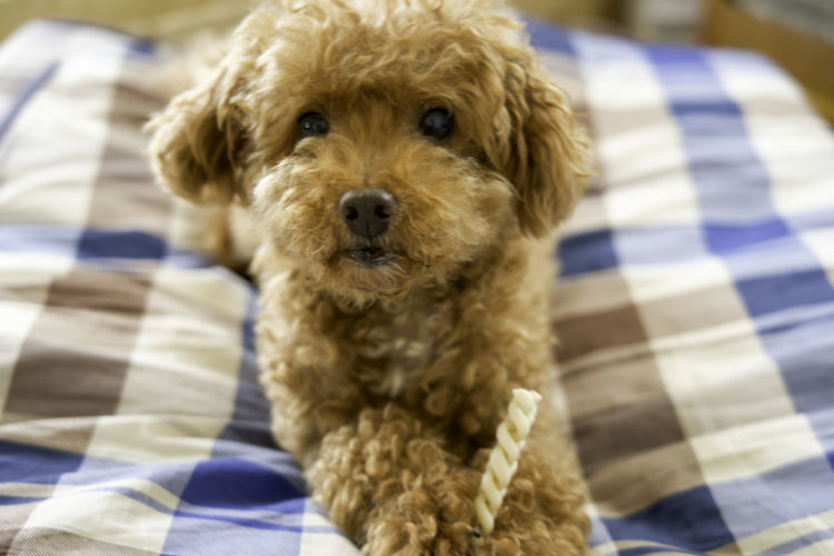 犬におやつの種類や形状で気をつけるポイント!