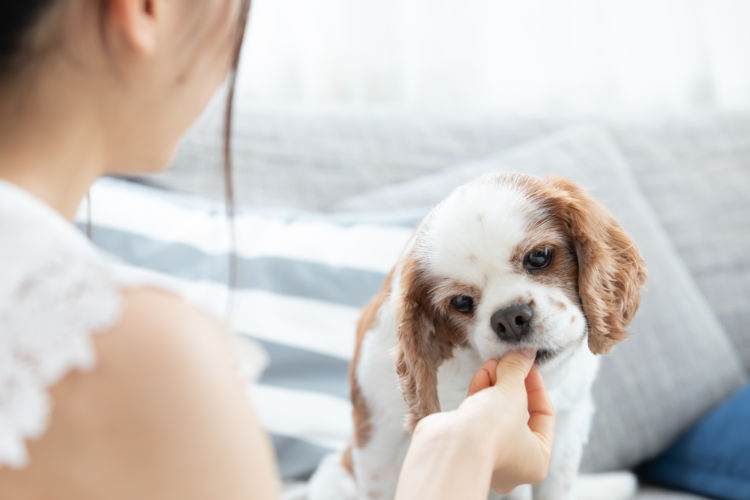 犬に人間用のおやつや食べ物を与えても大丈夫?
