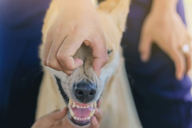 犬が「餅(もち)」を誤食・誤飲した場合の応急処置と対処法は?