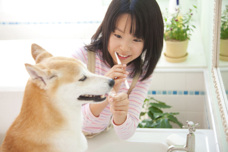 柴犬の歯磨き①【歯磨きの仕方】